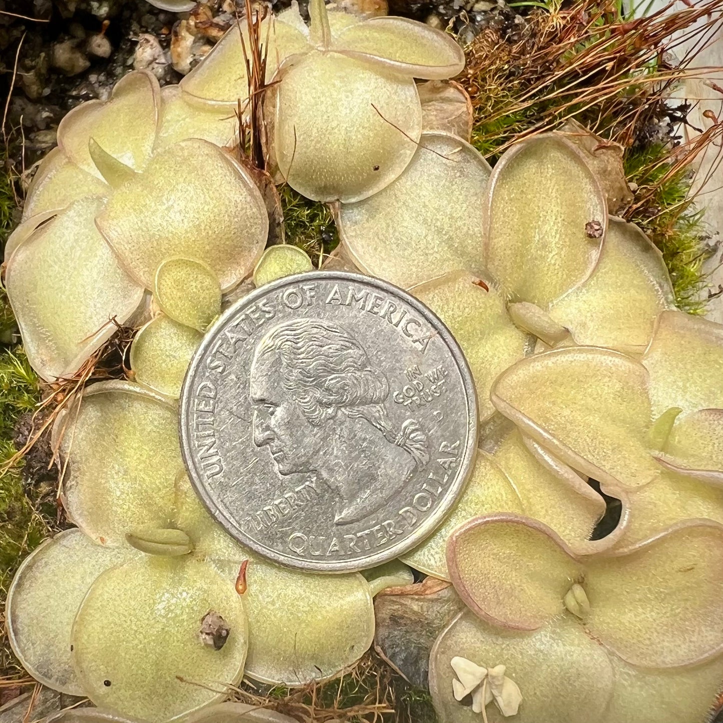 Pinguicula x ‘Dusky Heart’ BARE ROOT