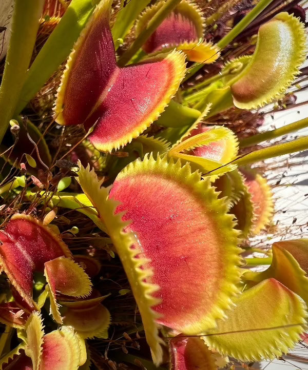 Dionaea Bristle Tooth