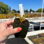 Dionaea Biohazard