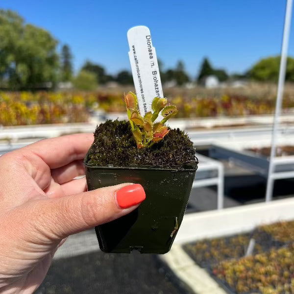 Dionaea Biohazard