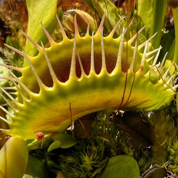 Dionaea Kraken