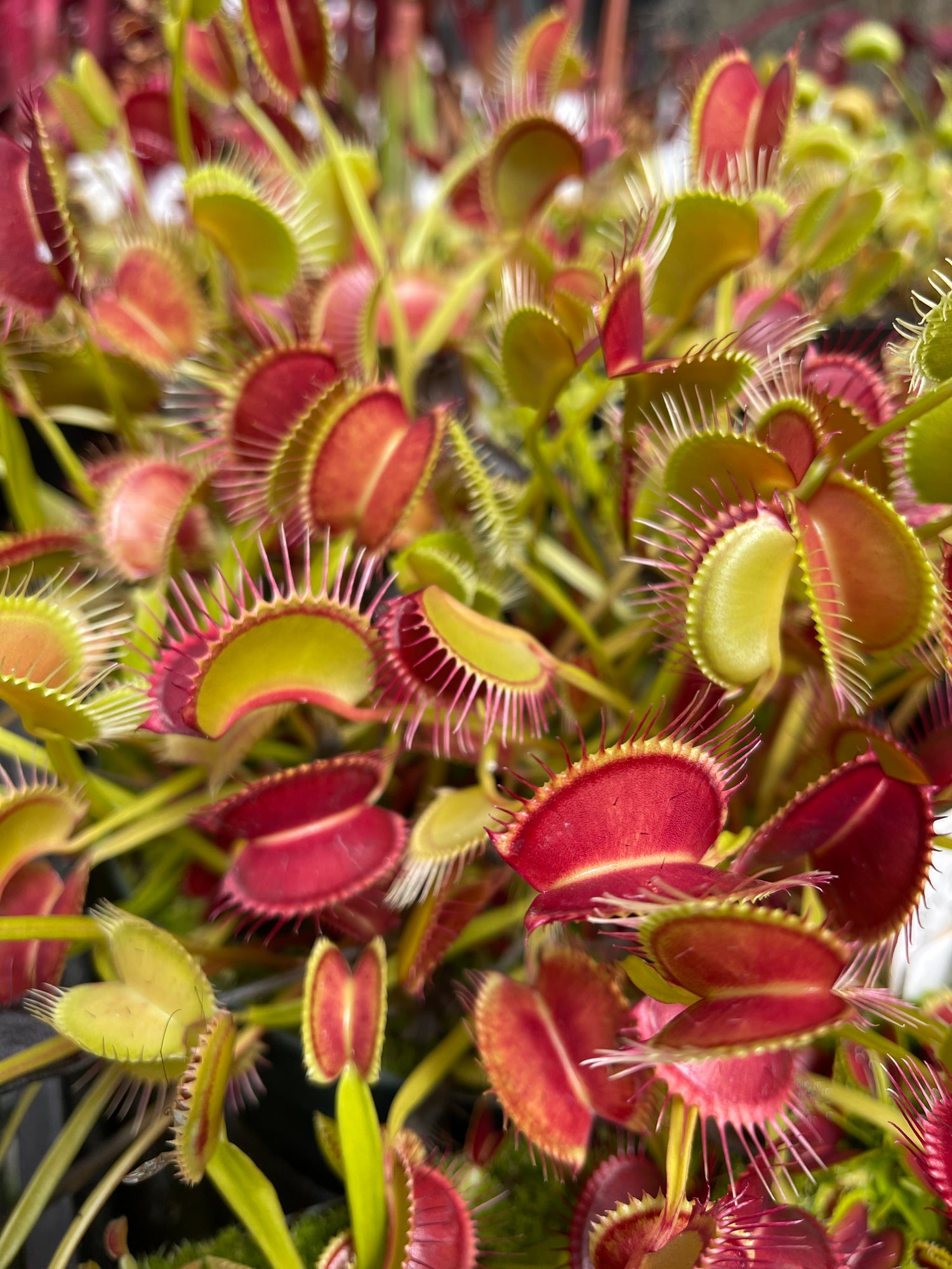 Seed Pack Dionaea m. CalCarn Select Cultivars (12 seeds/pack)