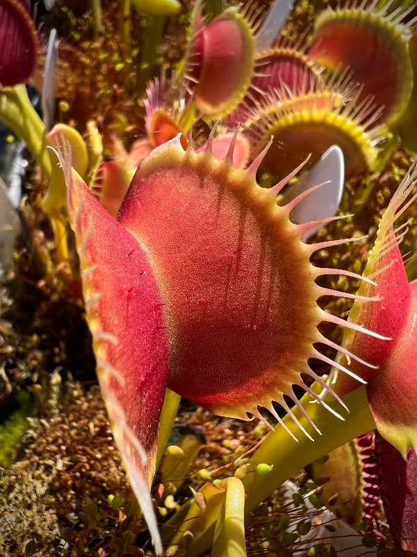 Venus Fly Trap Dionaea Muscipula