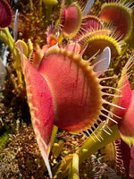 Dionaea Jersey Devil