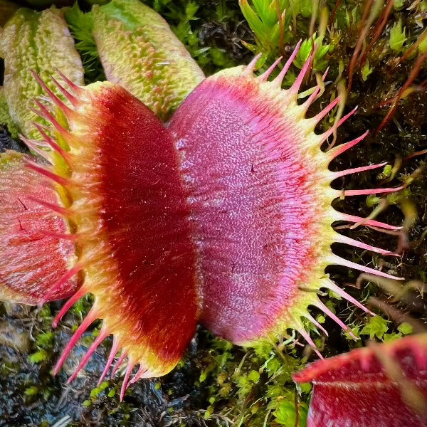 Dionaea Schuppenstiel Destruction