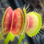Dionaea Eye of Sauron