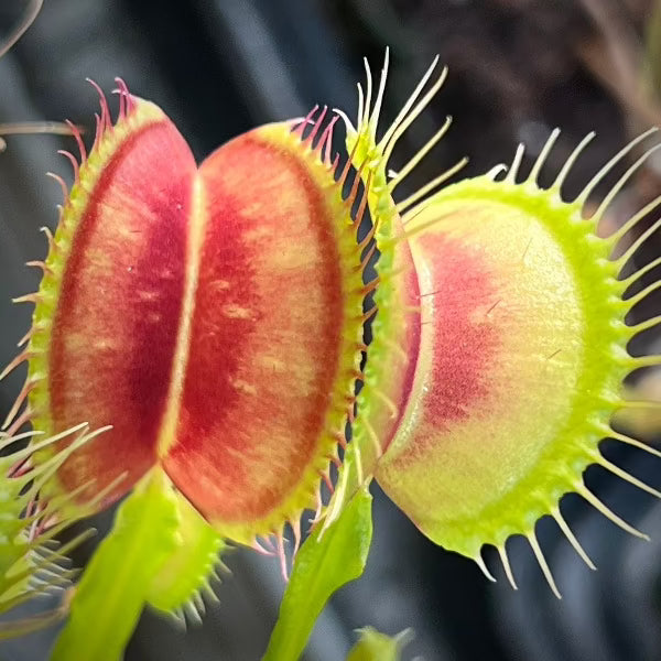 Dionaea Eye of Sauron