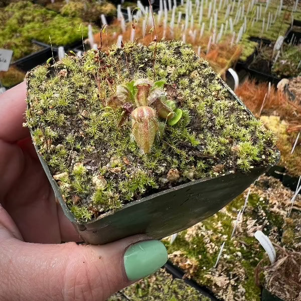 Cephalotus follicularis “Vera”