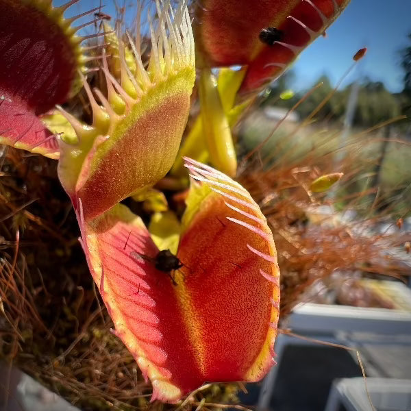 Dionaea Harpy