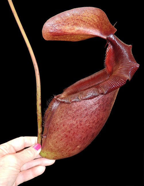 Nepenthes rajah x mira Potted