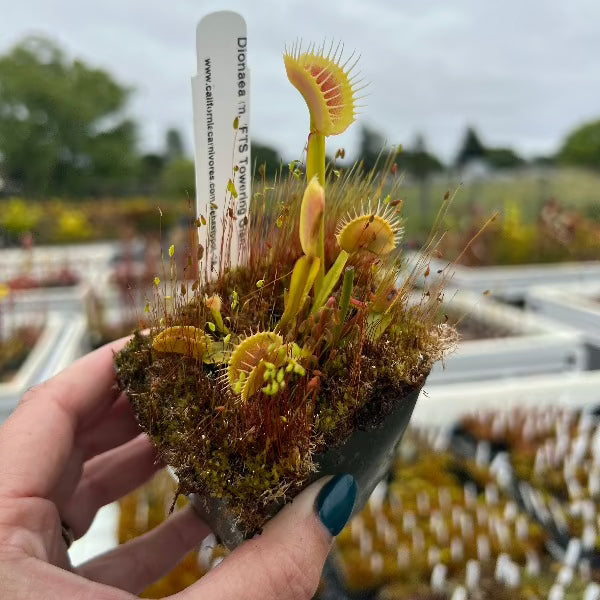 Dionaea Towering Giant