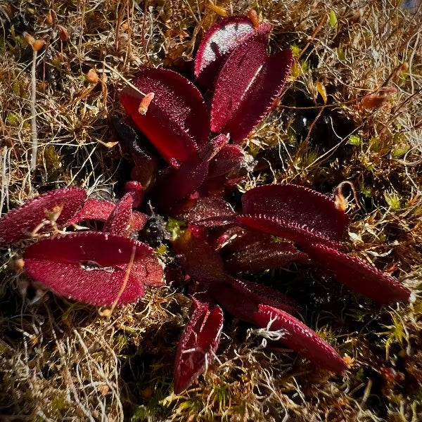 Dionaea Red Periscope