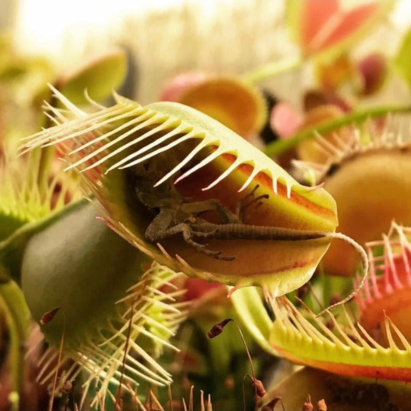 Dionaea Eye of Sauron