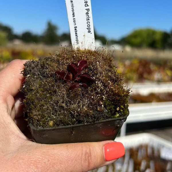 Dionaea Red Periscope