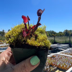 Dionaea Amteborous