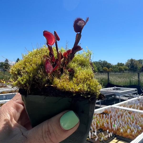 Dionaea Amteborous