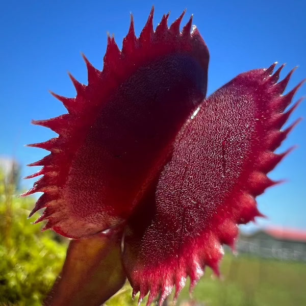 Dionaea Amteborous