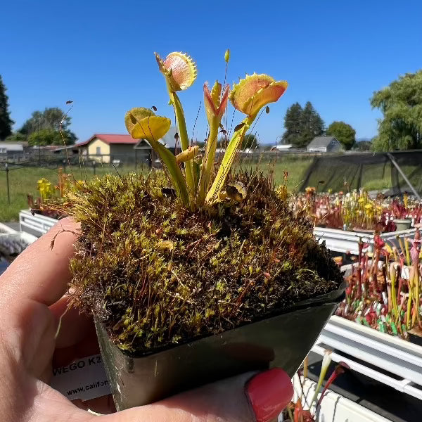 Dionaea Dire Wolf