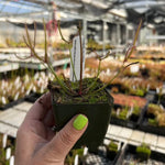 Drosera multifda extrema sundew