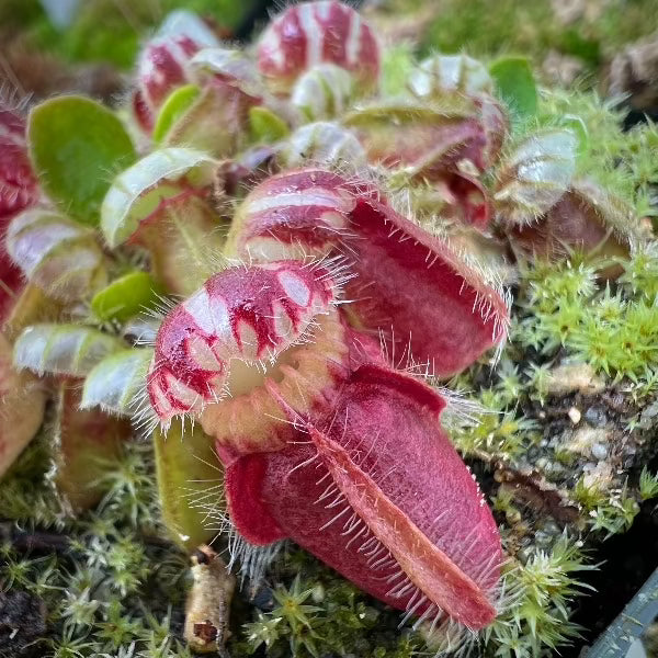 Cephalotus follicularis “Vera”