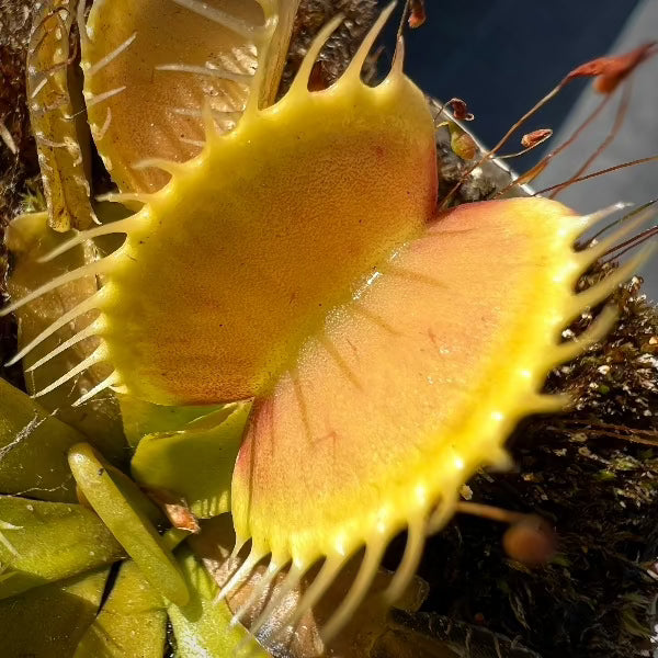Dionaea Low Green
