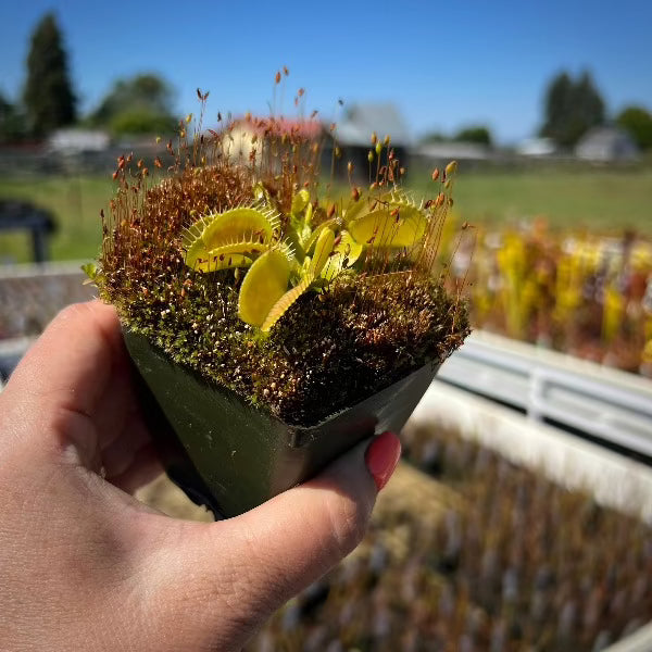 VENUS FLY TRAP CARE: Basic Guide & Tips for Growing Carnivorous Plants  