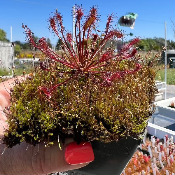 Drosera intermedia temperate sundew