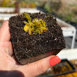 Dionaea Triton