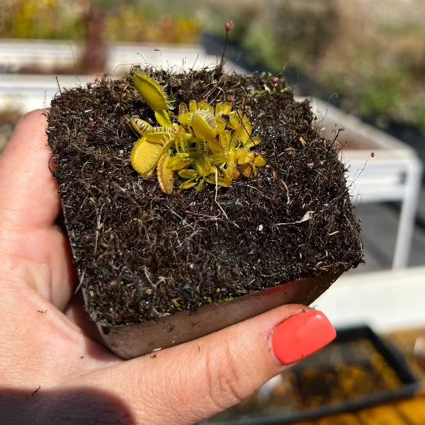 Dionaea Triton