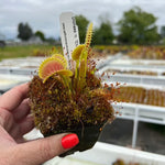 Dionaea chupacabra