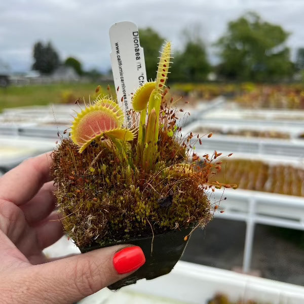 Dionaea chupacabra