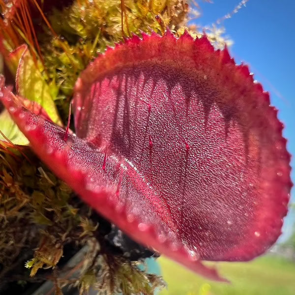 Dionaea Red Micro Teeth