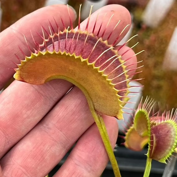 Dionaea Witchy Baby