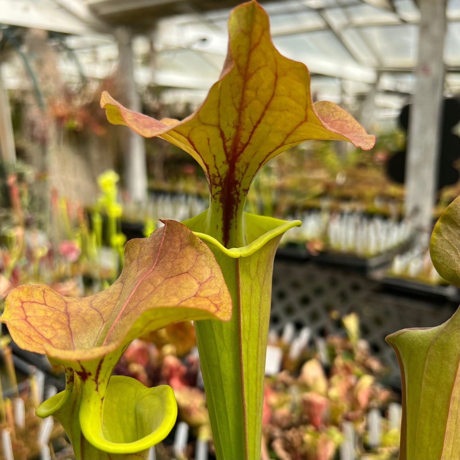Sarracenia flava v. cuprea “Botanique” Potted
