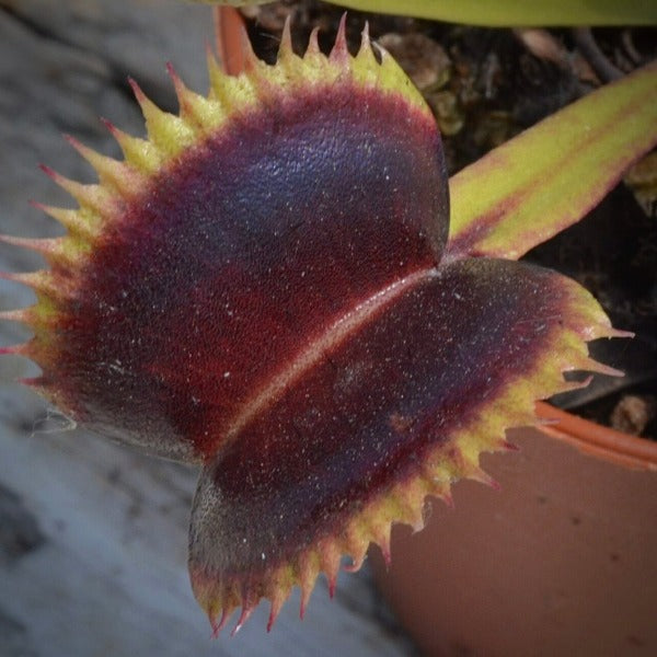 Dionaea wine mouth