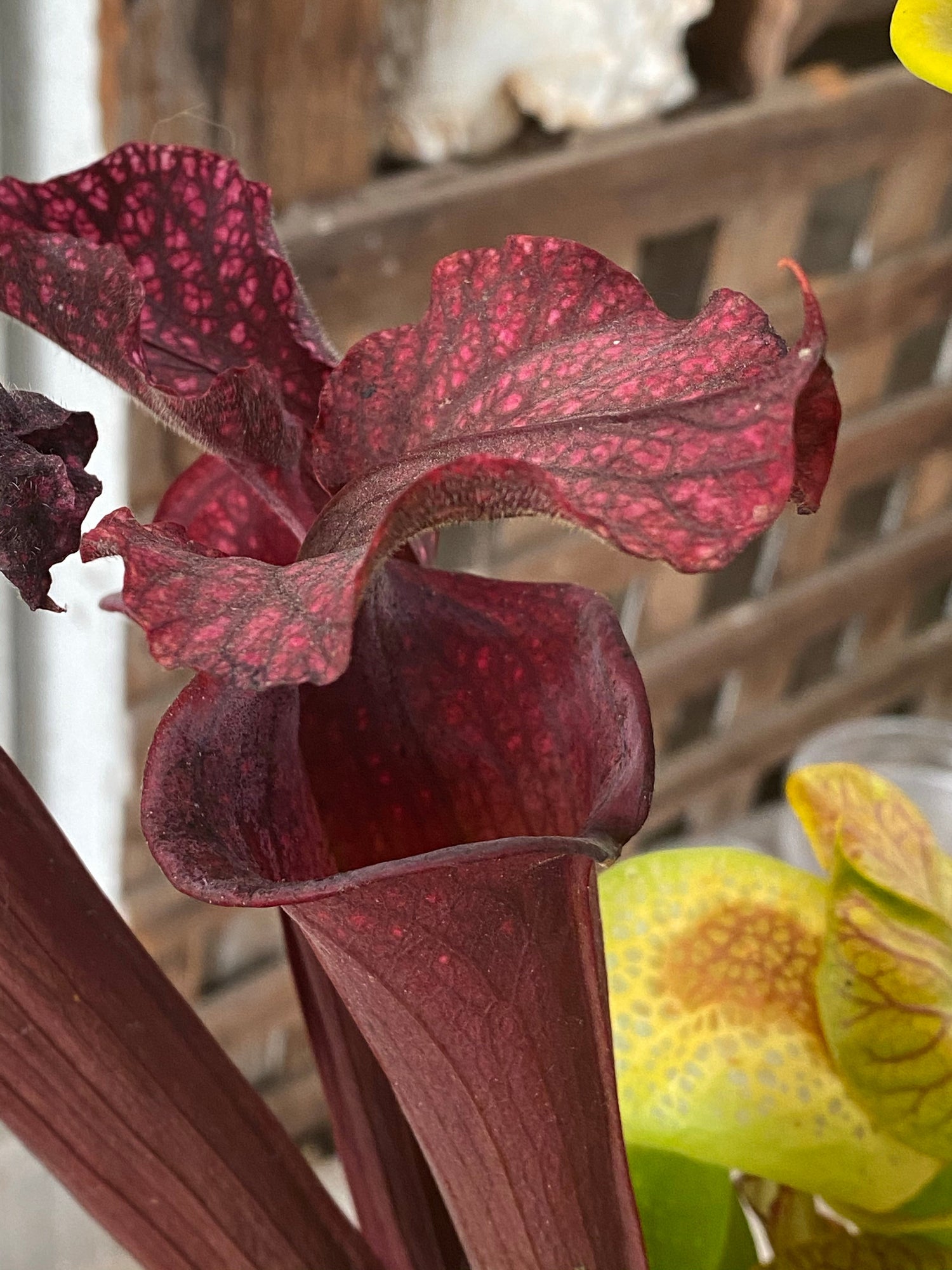 Sarracenia x ‘Royal Ruby’ Potted