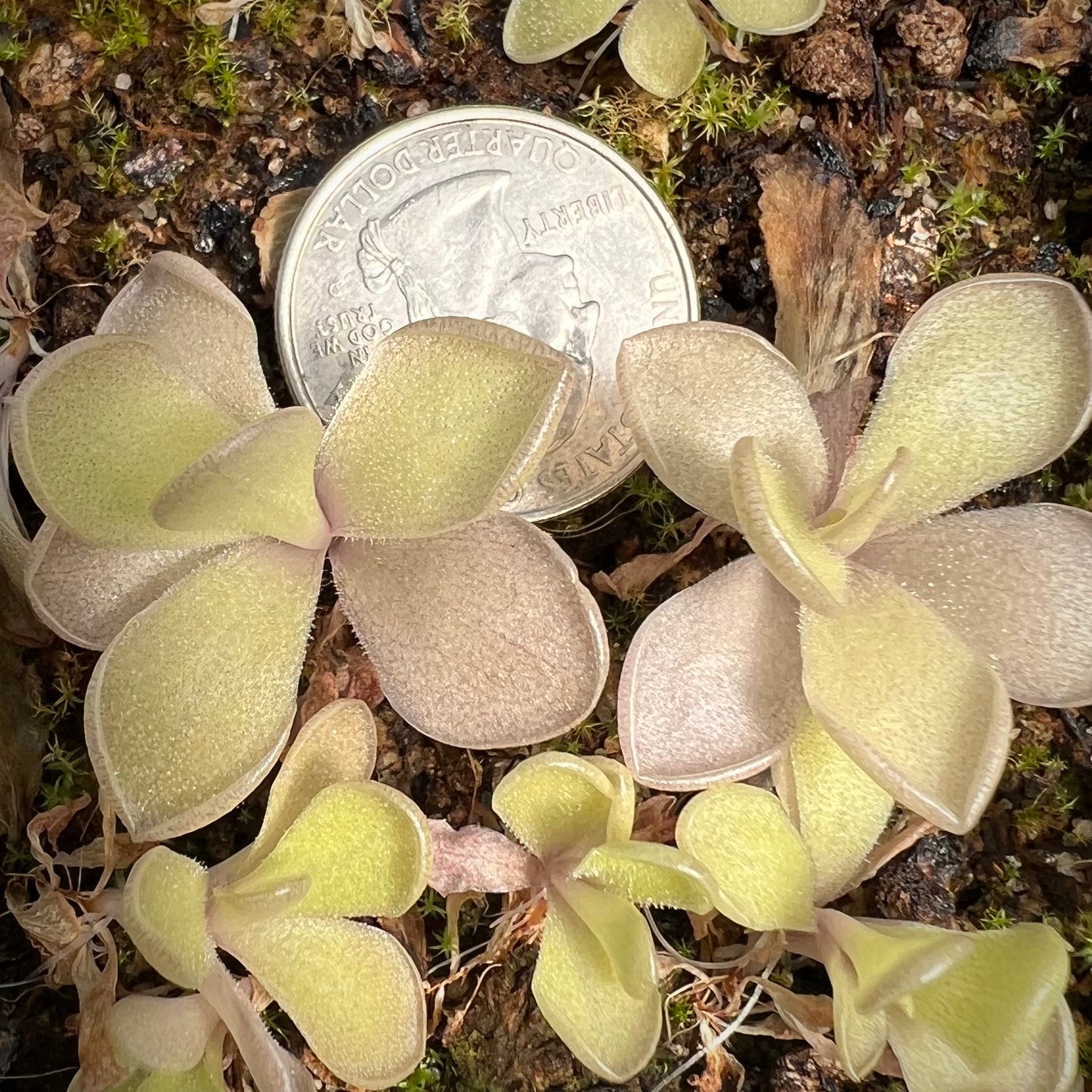 Pinguicula cyclosecta x gigantea BARE ROOT