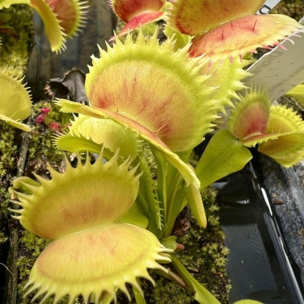 Seed Pack Dionaea m. ‘UK Sawtooth’ (12 seeds/pack)