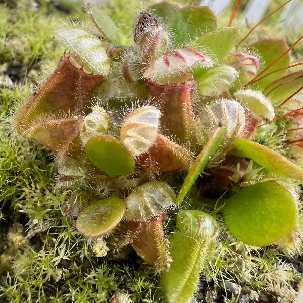 Cephalotus follicularis HMZ×SOHG C68C372C-AB2B-4826-8DBC-