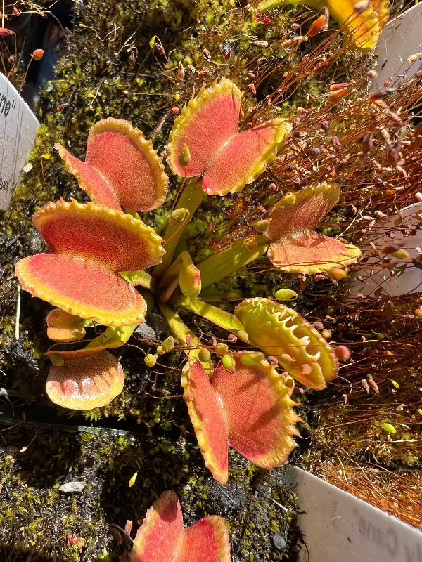 Dionaea Candy Cane