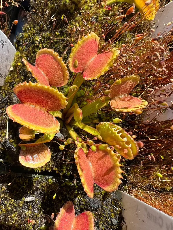 Dionaea Candy Cane