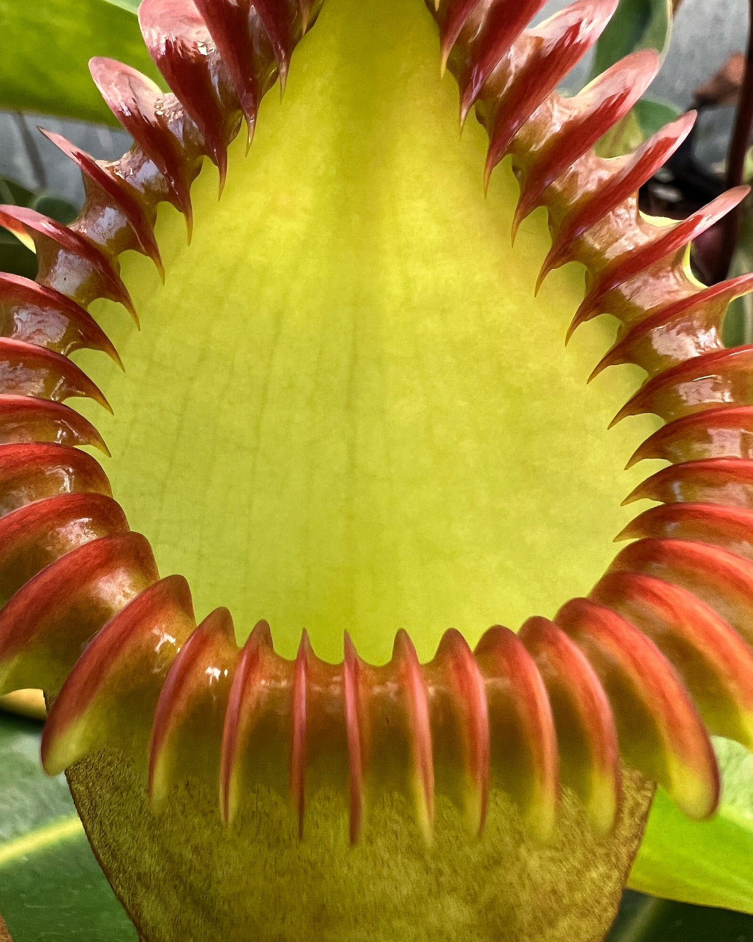 Nepenthes edwardsiana CalCarn Clone Potted