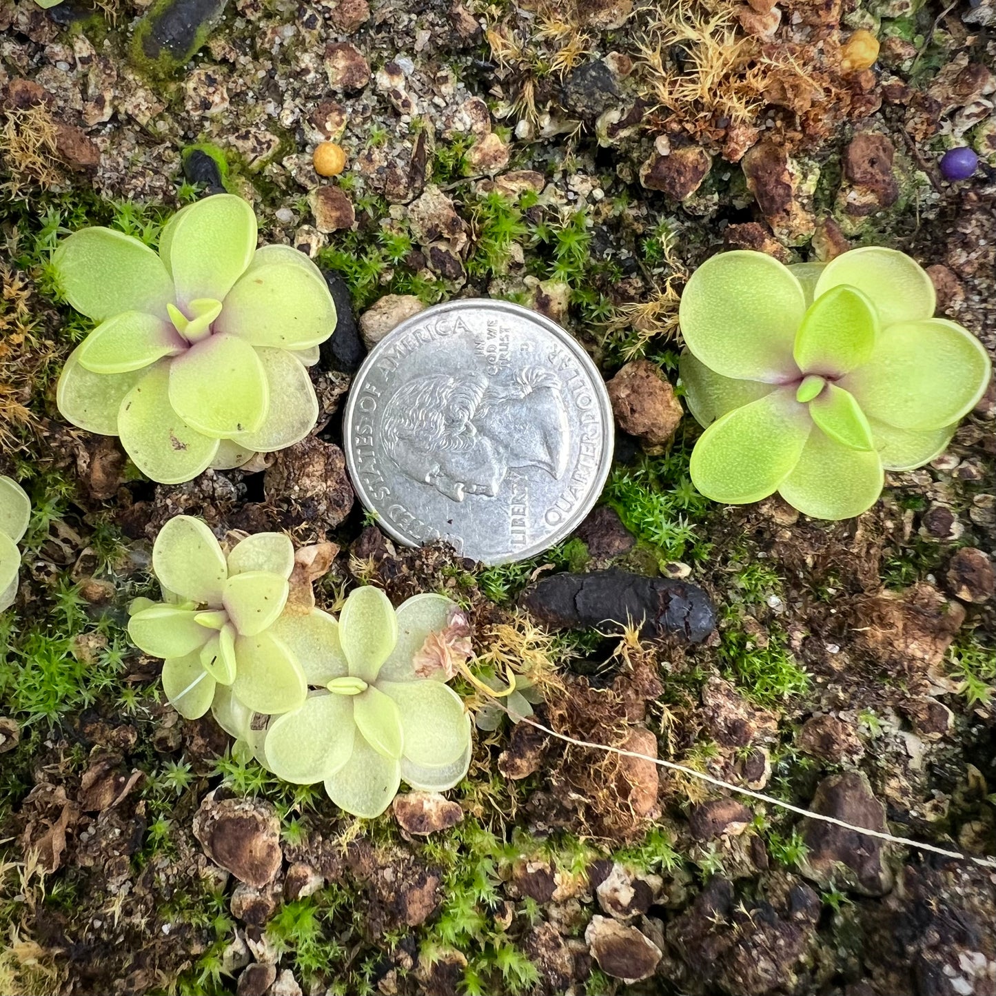 Pinguicula x “Primrose Path” BARE ROOT