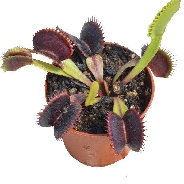 vaccination skulder Dodge Dionaea m. Phalanx Venus Flytrap