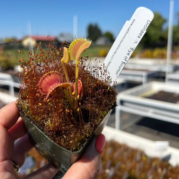 Dionaea Eye of Sauron