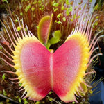 Dionaea Jersey Devil