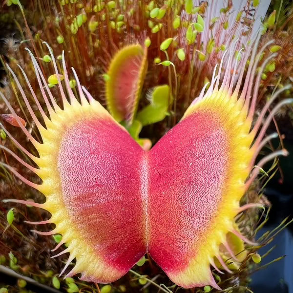 Dionaea Jersey Devil