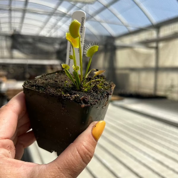 Dionaea Spider