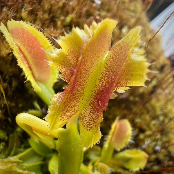Dionaea Space