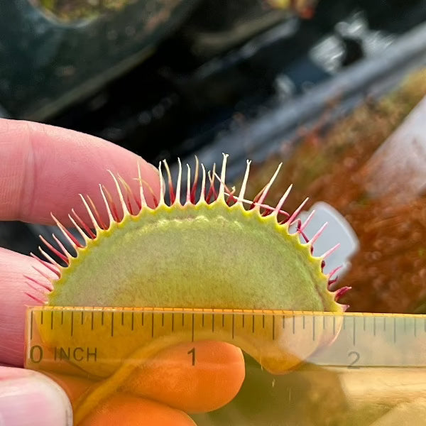 Dionaea m. “Witchy Baby” Potted